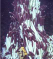 Giant Tube Worm Colony